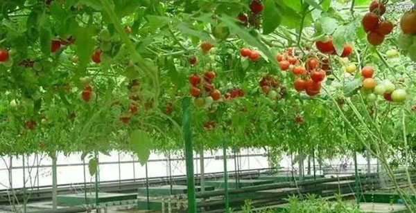 1656467337802123.jpg 04.jpg